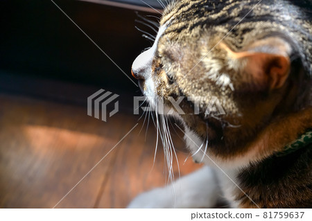 Cat's beard 81759637