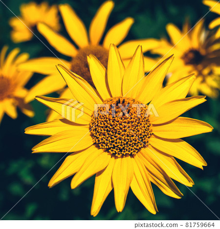 False yellow sunflower grows in summer flower garden False yellow sunflower grows in summer flower garden 81759664