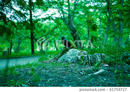 A crow standing in the forest 81759727