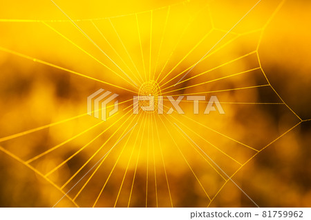 Spider web on blurred yellow background Spider web on blurred yellow background 81759962