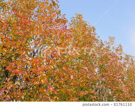 Japanese Pear 1 Autumn Leaves 81761110