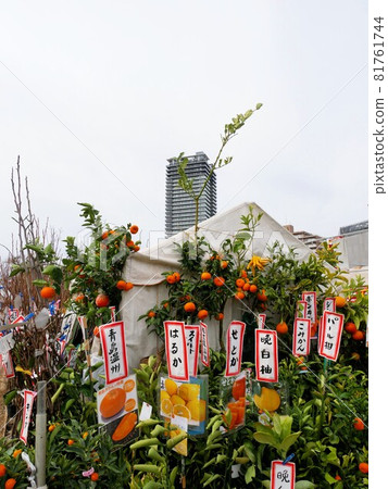 熊本春季種植市場水果苗 81761744