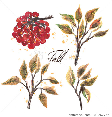 Rowan and yellow leaves Rowanberry tree illustration 81762756