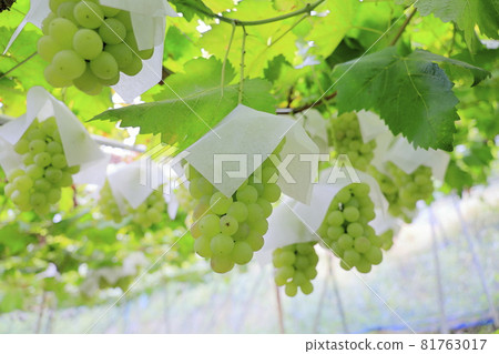 葡萄採摘 81763017