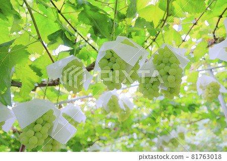 Grape picking 81763018