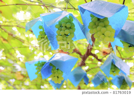 葡萄採摘 葡萄採摘 81763019