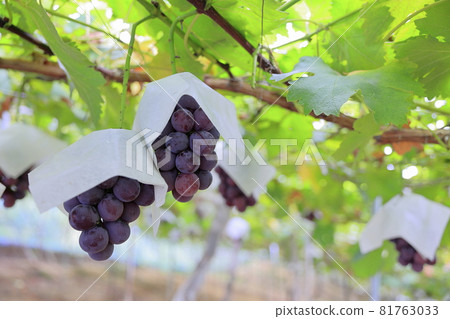 Grape picking Grape picking 81763033