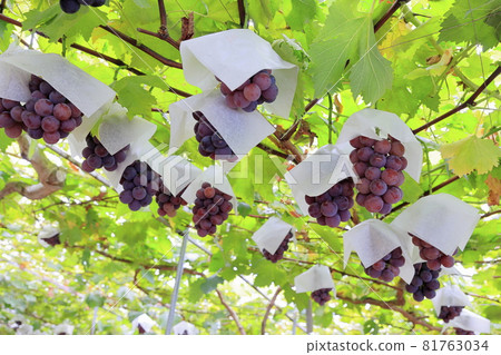 Grape picking Grape picking 81763034