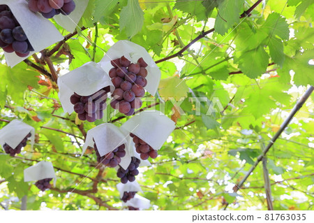 Grape picking Grape picking 81763035