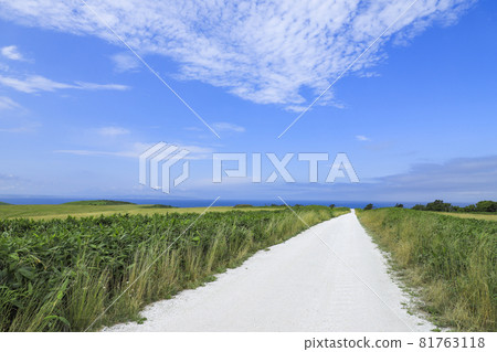 Saiya Hill's white road 81763118