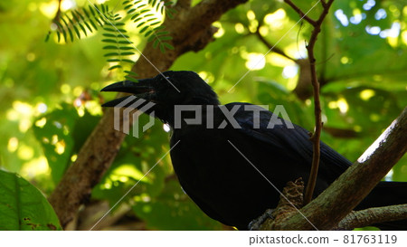 Howling Crow 81763119