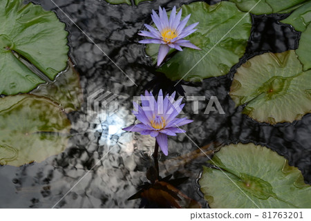 Beautiful water lily blooming landscape in late summer Beautiful water lily blooming landscape in late summer 81763201