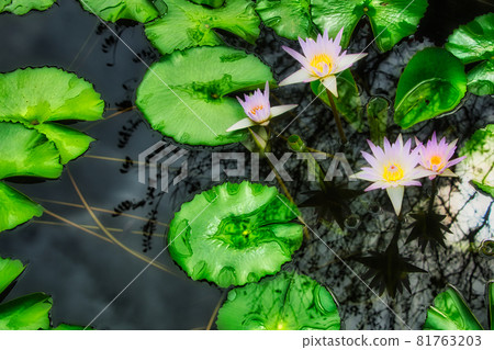 夏末盛開的睡蓮的美麗風景 夏末盛開的睡蓮的美麗風景 81763203