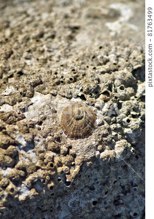 limpet on rock closeup limpet on rock closeup 81763499