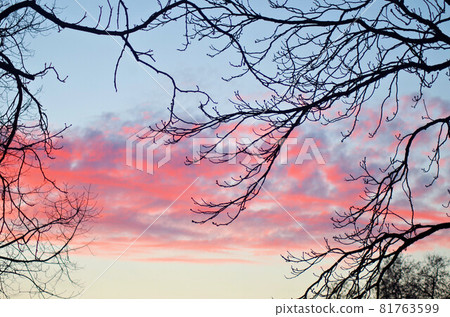 pink sunset pink sunset 81763599