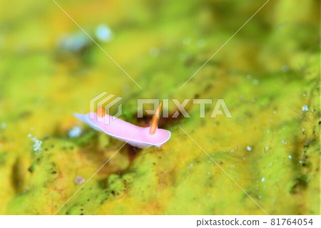 Ishigaki Island's Fujimubu sea slug, part 5 81764054