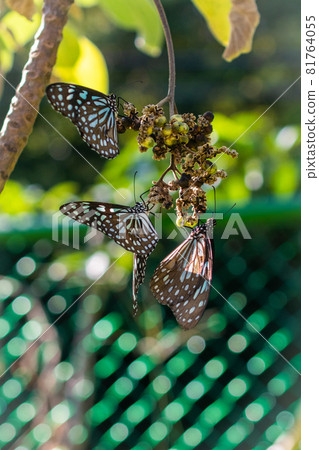 桂山電廠 生態之旅 81764055