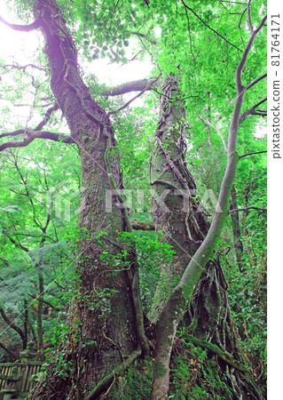 Daishoin Daishoin 81764171
