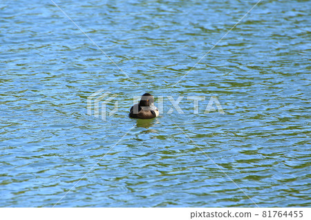Yellow Eyed Duck floating on the lake near danube river, Regensburg, Gemany 81764455