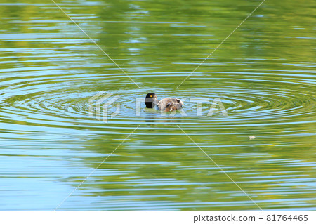 Yellow Eyed Duck floating on the lake near danube river, Regensburg, Gemany 81764465