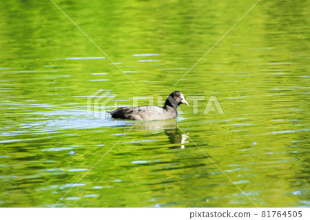 Coot (fulica atra) on the lake near Danube river, Regensburg, Germany 81764505