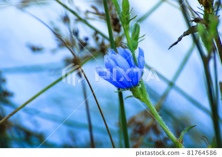 blue flower details near green plants 81764586