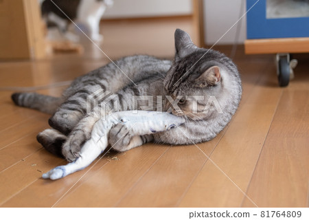 Cat playing with stuffed animals, Sabatra cat Cat playing with stuffed animals, Sabatra cat 81764809