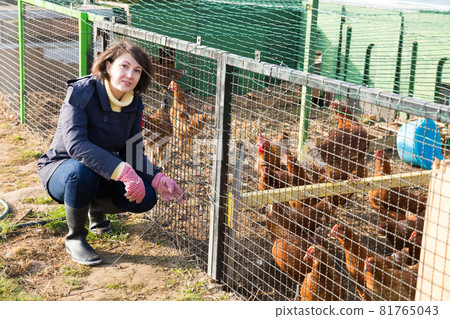 Woman working in henhouse 81765043