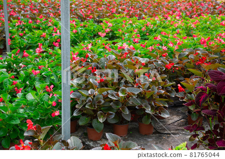 Pots with flowers in greenhouse. Flower orangery 81765044