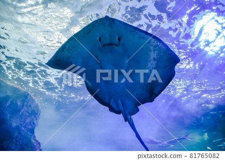 Rays and fish swimming gracefully in the ocean 81765082