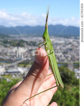 蚱蜢（女）：一張照片顯示落在你手上的蚱蜢大小 81765404