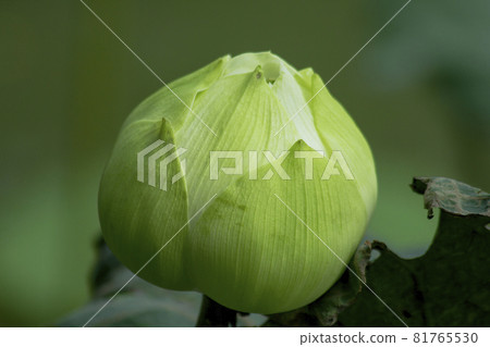 Lotus is scientifically known as Nelumbo nucifera Gaertn. The flowers are large, white. The flower buds are oval, fortified. Lotus is scientifically known as Nelumbo nucifera Gaertn. The flowers are large, white. The flower buds are oval, fortified. 81765530