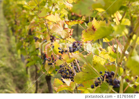 Vineyards with grapevine for wine production near a winery. Grape field growing for wine. Summer scenery. Nature mountains background with wine yard in autumn harvest 81765667
