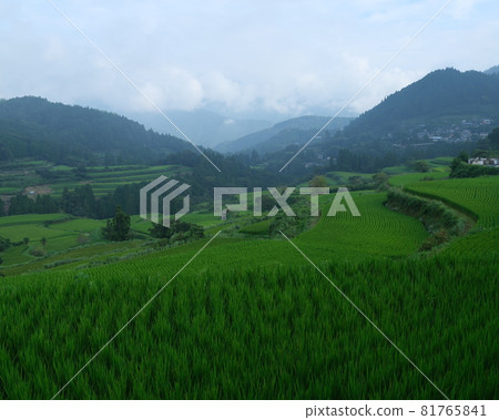 Yoshinobe rice terraces, selected as one of the 100 best rice terraces in Japan 81765841