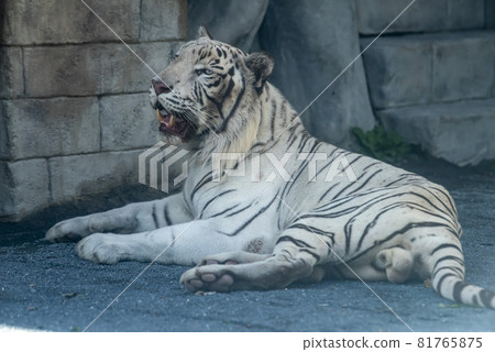 White Tiger White Tiger 81765875
