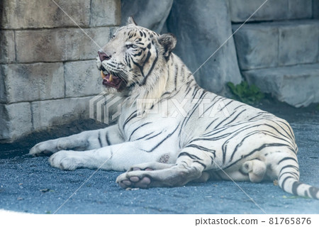 White Tiger   81765876