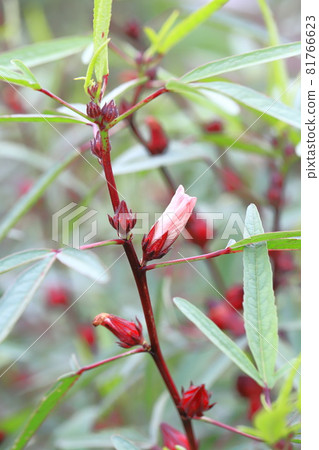 紅芙蓉洛神花 紅芙蓉洛神花 81766623
