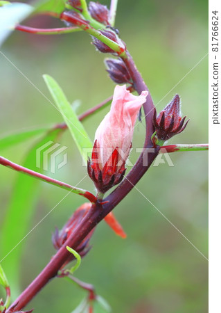 紅芙蓉洛神花 紅芙蓉洛神花 81766624