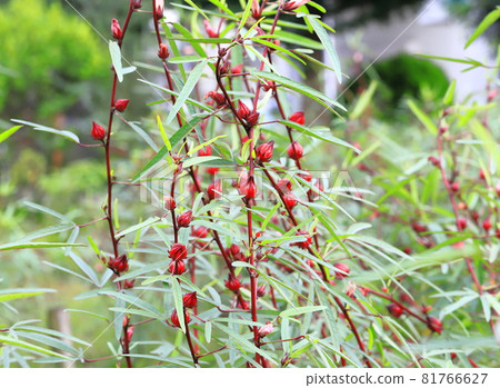 紅芙蓉洛神花 紅芙蓉洛神花 81766627