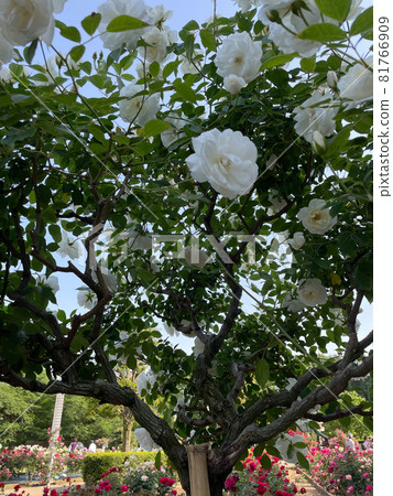 Early summer: A blooming rose garden Early summer: A blooming rose garden 81766909