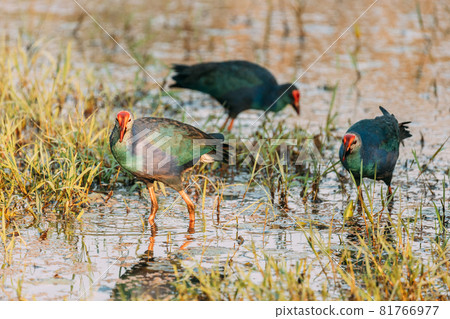 Goa, India. Three Grey-headed Swamphen Birds In Morning Looking For Food In Swamp. Porphyrio Poliocephalus 81766977