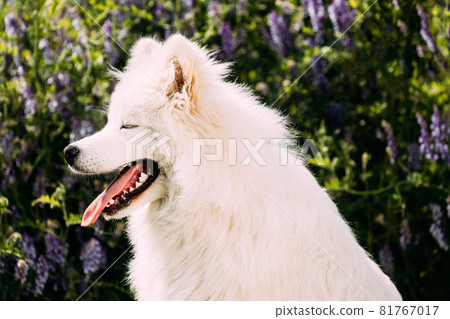 Funny Young White Samoyed Dog Or Bjelkier, Smiley, Sammy Sitting In Green Summer Meadow Grass With Purple Blooming Flowers. Close Up Portrait 81767017