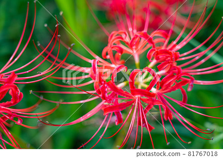 簇孤挺花染成紅色 81767018