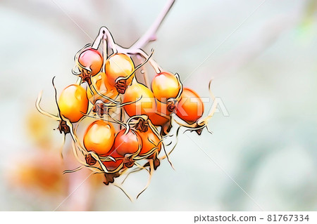 Pastel-toned "Rosehip" illustration image Pastel-toned "Rosehip" illustration image 81767334