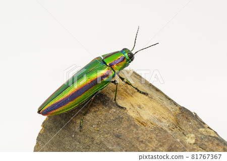 A badger beetle 81767367
