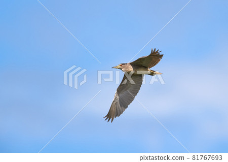 Blue sky and night heron 81767693