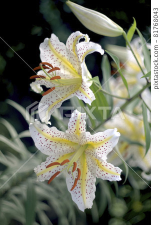 白百合花 白百合花 81768043