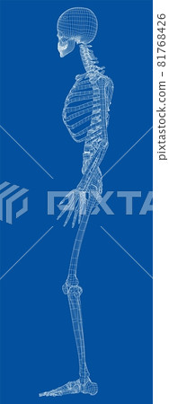 Human skeleton. Vector Human skeleton. Vector 81768426