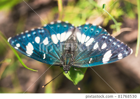 Southern White Admiral Limenitis reducta butterfly on earth Southern White Admiral Limenitis reducta butterfly on earth 81768530