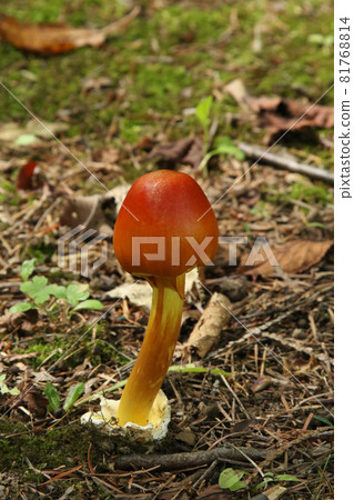 雞蛋蘑菇、雞蛋蘑菇、雞蛋蘑菇、食用菌 雞蛋蘑菇、雞蛋蘑菇、雞蛋蘑菇、食用菌 81768814